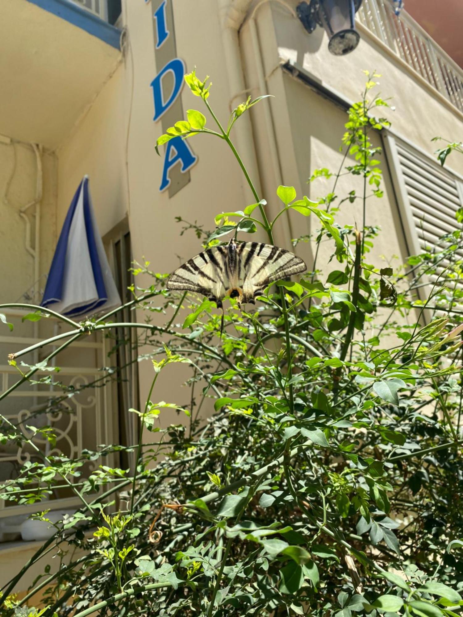 Maison Masse - With Private Courtyard (adults Only) *